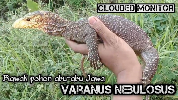 Biawak kelabu ( Varanus Nebulosus ) Clouded monitor