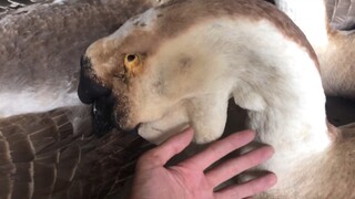 Four-year-old lion-headed geese and ganders