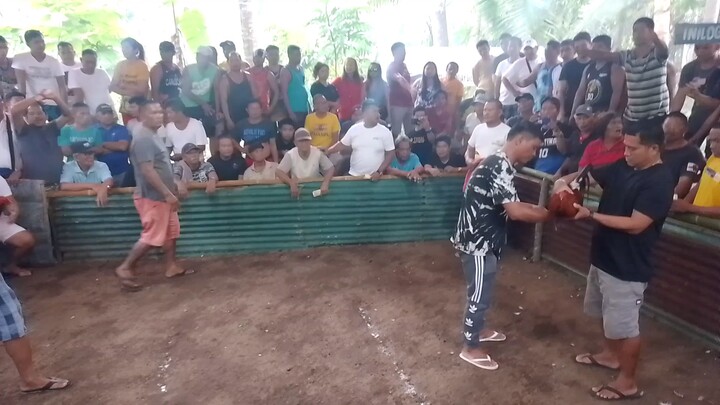 second fight 🐓