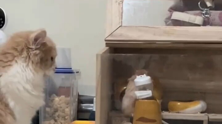 Shushu pergi ke sarang kucing untuk mengambil sepotong makanan lalu pergi. Netizen: Dia masih tahu c