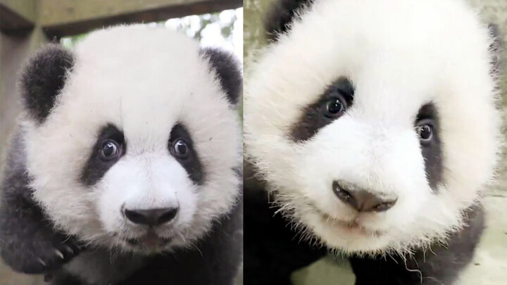 [Giant pandas] Make a comparison between Ji Xiao and Cheng Lang