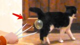 Video Kucing Lucu Banget Bikin Ngakak #97 | Kucing dan Anjing | Kucing Lucu Imut