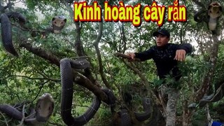 Hiện Tượng Chưa Từng Thấy Phát Hiện Rắn Hổ Mang Bò Núc Nhúc Trên Cây | Đại Vùng Cao