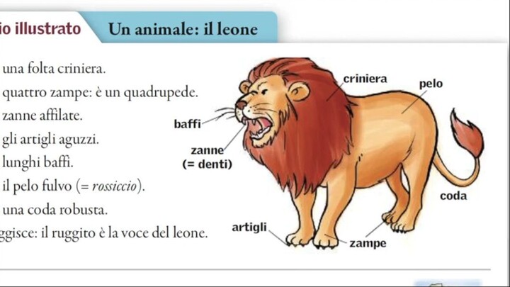 IL LEONE E IL TOPO- bialogos : short italian reading : exercises