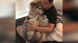 [Pets] Never Bully A Alaskan Malamute!
