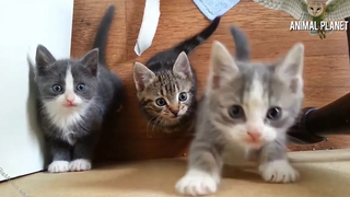 Top Kittens Meowing 🔴 Best Of Cute Kittens Meowing Compilation - Gatitos Maullando Vídeos