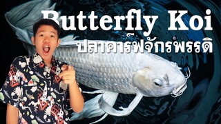 คาร์ฟหางย้าวยาว Butterfly Koi ปลาคาร์ฟจักรพรรดิ  ปลาคาร์ฟบัตเตอร์ฟลาย l คุณพ่อคราฟ