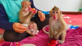 Looks so funny face when Toto, Yaya & Luca are eating dragon fruit