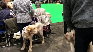 Crufts Dogshow 2019 NEC Birmingham..