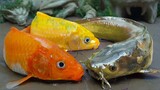 Stop Motion Lucu ASMR - Ikan Koi Warna warni Mencuri Celana Dalam Ikan Lele