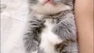 funny cat videos