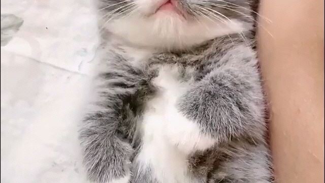 funny cat videos
