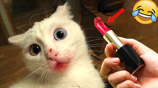 AWW SO FUNNY!😹 Funniest Cats And Dogs Videos 2023 | Aww Pets