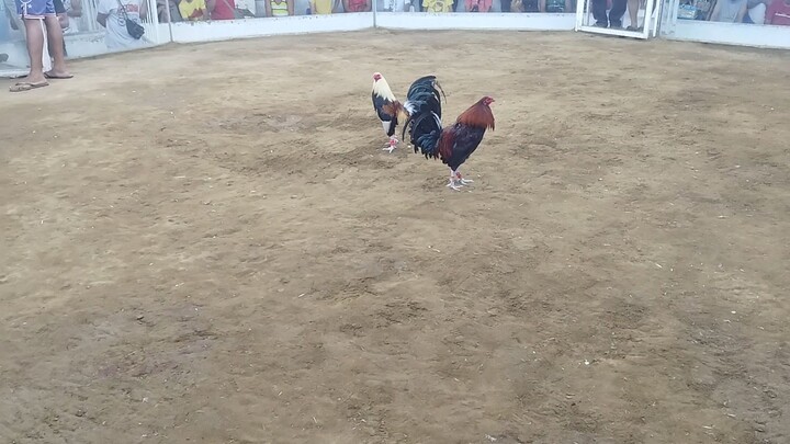 mistiso lang ang gamit 🐓 sidestep moves 👌🏼