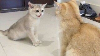 Kittens - cute cat - Mèo Con Dễ Thương Đáng Yêu - Trêu mèo To