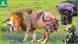 30 Tragic Moments! The Lion Failed When Fighting Against The Crazy Buffalo | Animal Fight