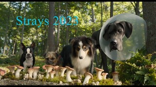 Watch all the movie Strays 2023 : Link in the description