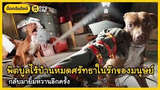 พิตบูลไร้บ้านหมดศรัทธาในรักของมนุษย์ กลับมายิ้มหวานอีกครั้ง | Dog's Clip