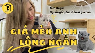 Mèo Anh lông ngắn giá bao nhiêu?