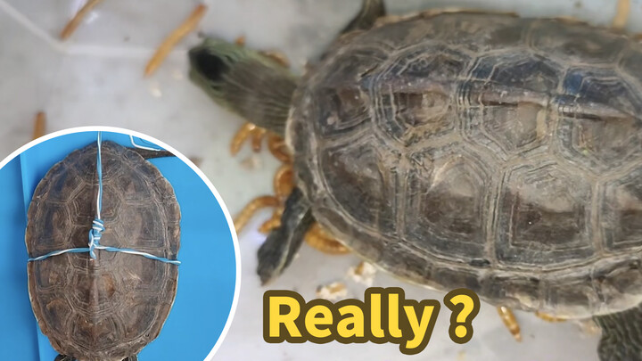Turtle Shell Removal with Mealworm: Failed