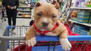 Funniest and Cutest Pitbull Puppies 2 - วิดีโอลูกสุนัขตลก 2020