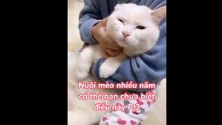 Cách để mèo nhận biết tên mình