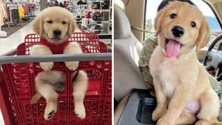 Funniest & Cutest Golden Retriever Puppies 20- Funny Puppy Videos 2020