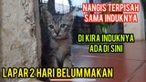 Astagfirullah Anak Kucing Mencari Induknya Sampai Cats Lovers Tv Di Suruh Masuk Malah Malu..!
