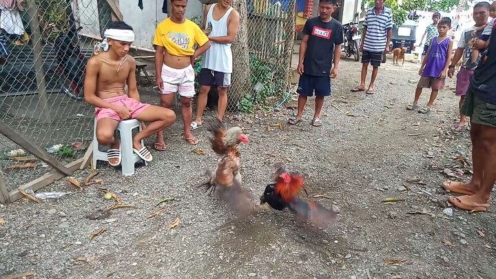 benabae kalaban para ma sanay 🐓 #bosswang backyard