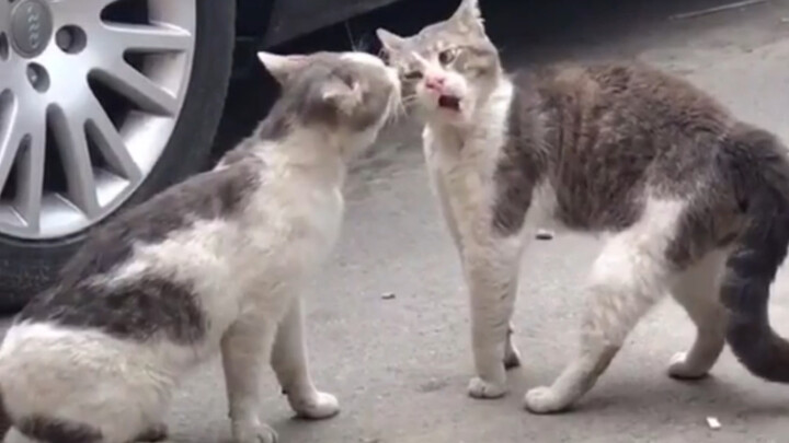 [Pecinta Kucing] Saksikan pertengkaran kucing liar!