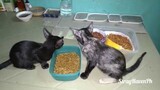 Black kittens at home Bleach&Angelus start to eat a little too,i can have rest by forcefeeding them