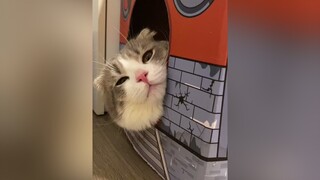 Top những trò chơi giải trí mùa dịch: chọc mèo cat catsoftiktok cutecat foryou