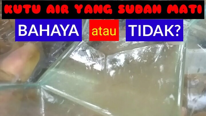 Fakta Kutu Air Mati Untuk Cupang / Burayak