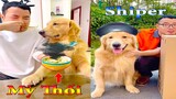 Dương KC | Tứ Mao Đại Náo #4 | chó thông minh đáng yêu | funny cute smart dog pets | Thú Cưng TV