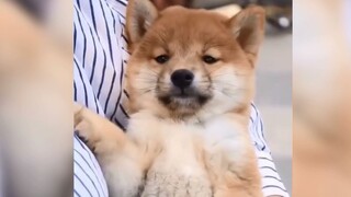 【Cute Animal Videos】Why Are You So Cute?