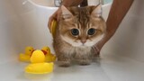 Tắm cho mèo với 100% tâm huyết, ngoan nhất quả đất!