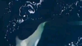 Paus Orca Hewan Laut Bertubuh Besar