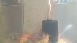 Low Cost Container Aquarium for my Goldfish🐠