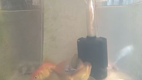 Low Cost Container Aquarium for my Goldfish🐠