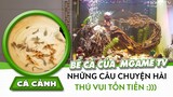 Cùng MGame TV đi Hà Nội mua cá cảnh thả bể mới setup, thú vui hơi tốn tiền