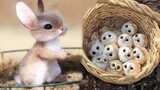 Cute baby animals Videos Compilation cute moment of the animals #16 Cutest Animals 2022