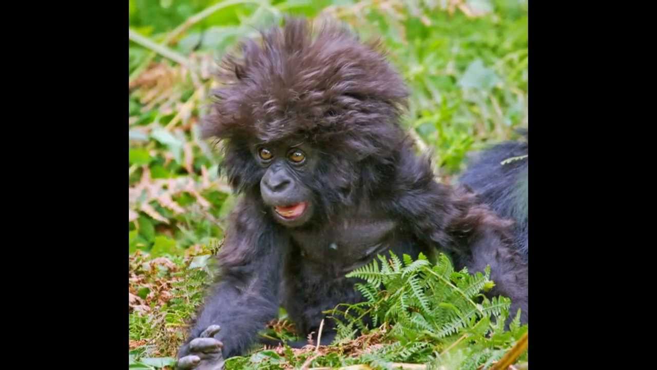 Funny Animals Bad Hair Day (slideshow) - Bilibili