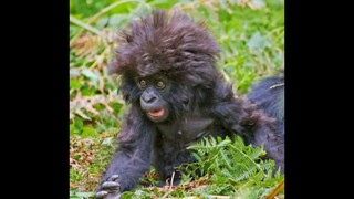 Funny Animals Bad Hair Day (slideshow)