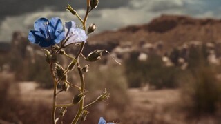 Hãy gọi cho Saul (Phần 6) EP 3 [Sub Việt]