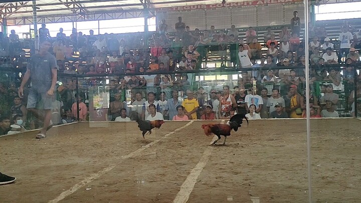 2x winner black hennie broodcock.. unscratch jan 20 2025