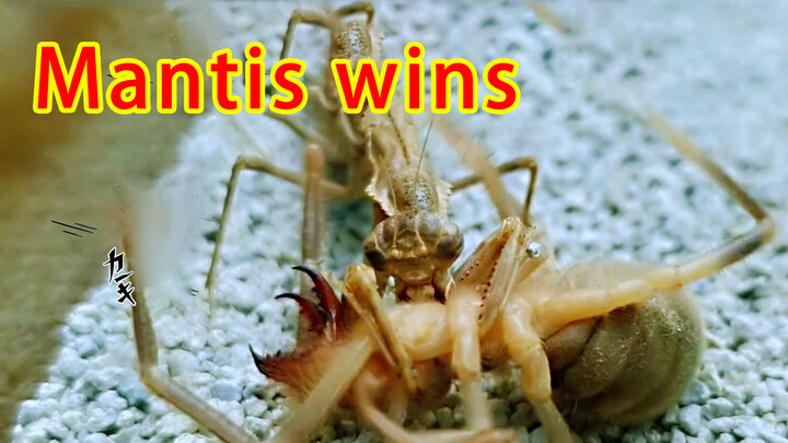 The mantis finally wins in the fight with the camel spider
