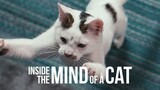 INSIDE THE MIND OF A CAT