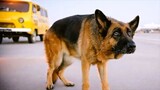 A Dog Abandoned By Its Owner In Airport But The Loyal Dog Waits Him