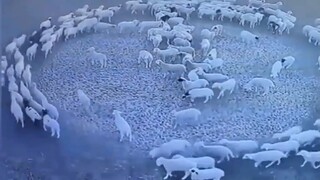 bro wat the sheep doing cult 💀 bro this is creepy