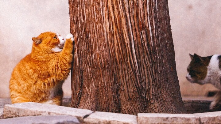 Animal|Cats in The Forbidden City